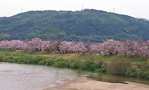 200330背割堤1