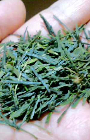 110516新茶2