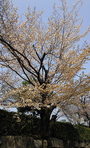 180325桜散歩2