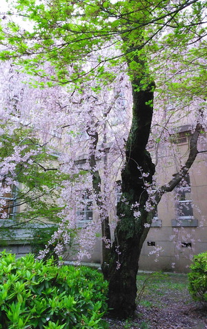 150407桜3