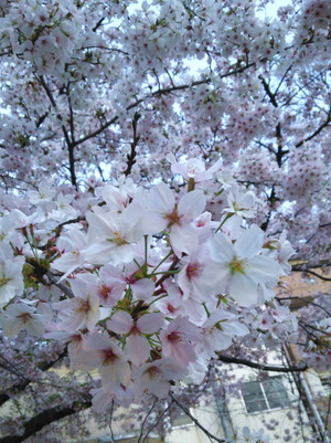 160406花見16