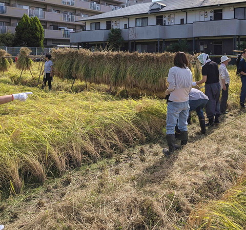 241027田植え9