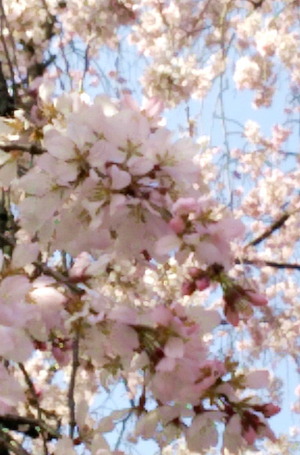 150331桜2