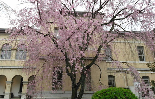 150407桜2