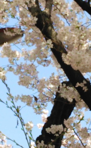 150331桜1