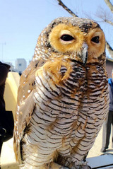 090215移動動物園1