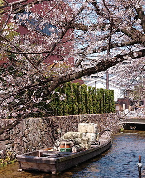 210327桜2