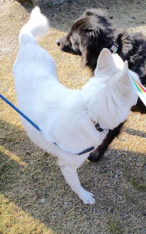131203白犬とムサ3