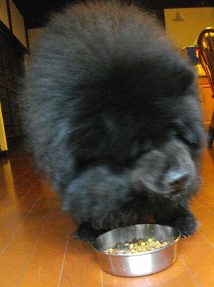 140101犬おせち4