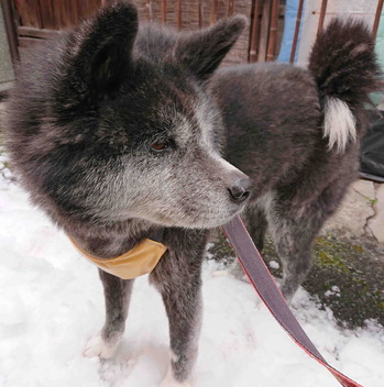 230130雪のおつう2