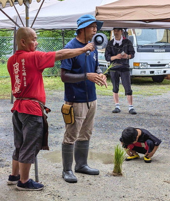 240623田植え3