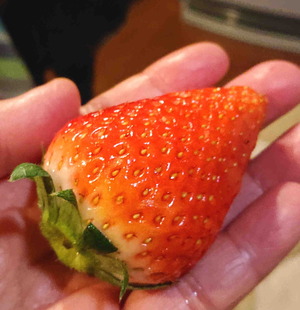 200402�٥꡼��1