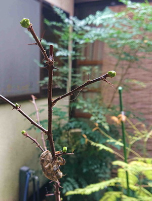 210306木の芽