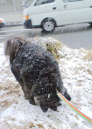 140214大雪3