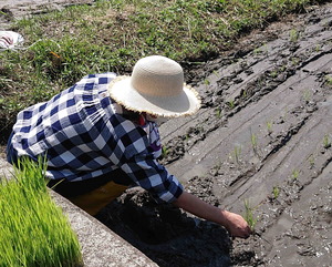 220612田植え7