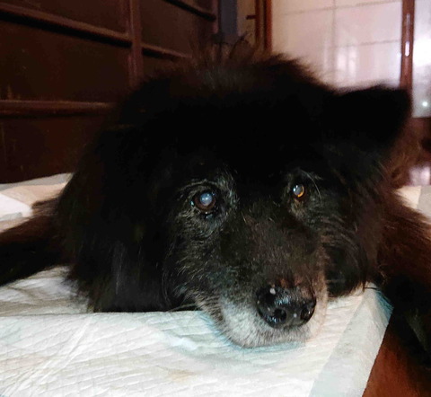 210921長寿犬3