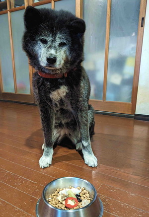 240101元日わんこ4