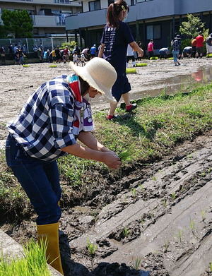 220612田植え5