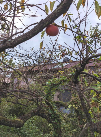 241027田植え4