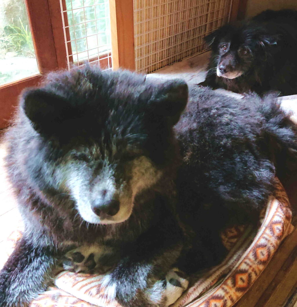 ひさびさ犬洗い ゞ 京都町家ぐらし ひさびさ犬洗い ゞ 京都町家ぐらし
