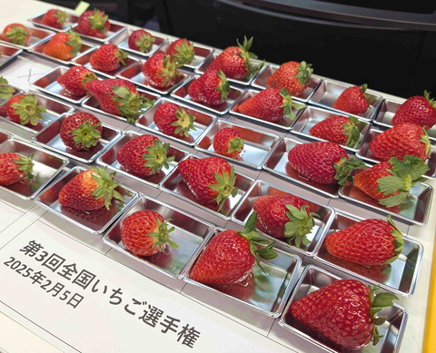 250205いちご選手権3