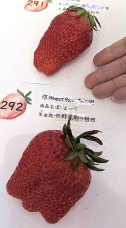 250205いちご選手権7
