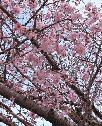 250314二条公園