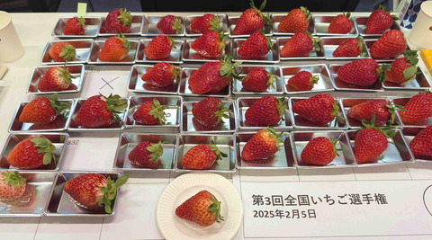250205いちご選手権2