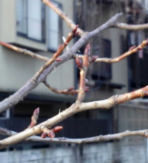 150109桜の花芽膨らむ