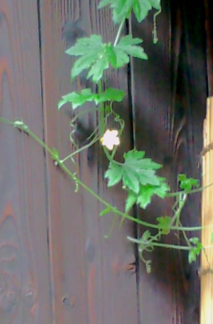 110802ゴーヤの花
