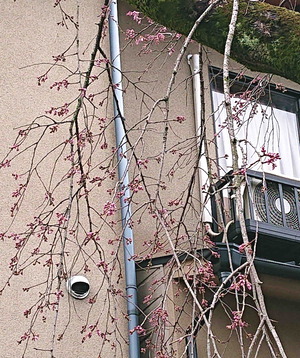 210313枝垂れ桜