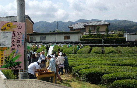 110508茶摘み3
