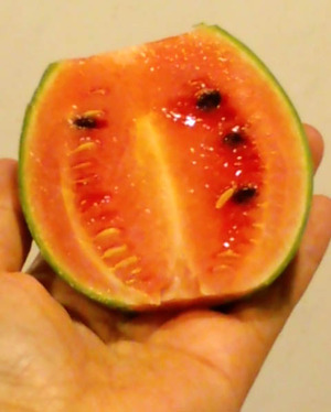 120722上賀茂圃場16