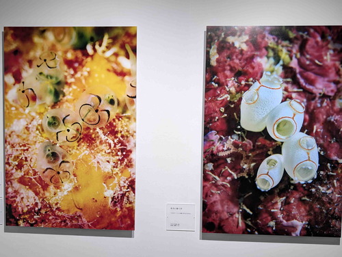 250524中村征夫展5