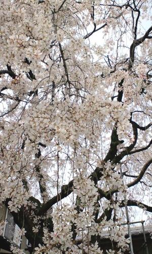 130329押小路のしだれ桜