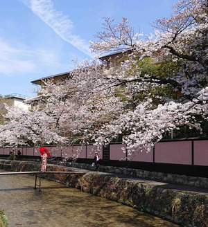 210327桜8