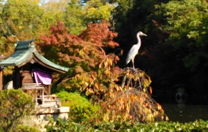 151106神泉苑のサギ