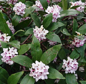 210311沈丁花