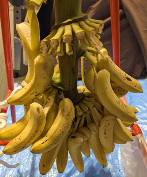 250804���å����Хʥ�2