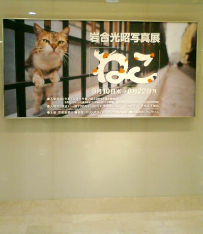 110819ねこ1