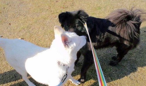 131203白犬とムサ4
