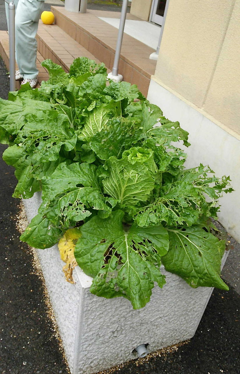 ひそやかに主張する京野菜 壬生菜 京都町家ぐらし ひそやかに主張する京野菜 壬生菜 京都町家ぐらし