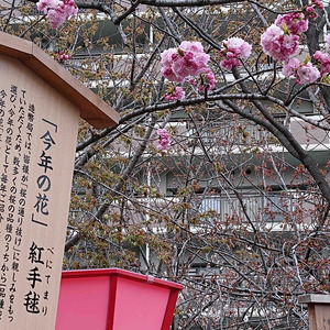 190411造幣局6