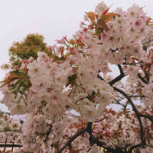 190411造幣局5