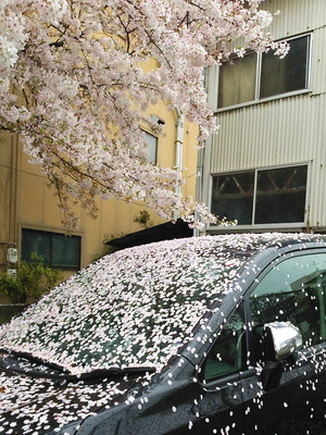 150407桜1