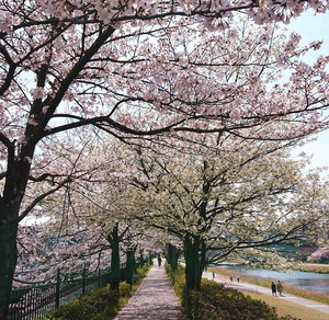 210327桜3