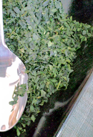 110508茶摘み16