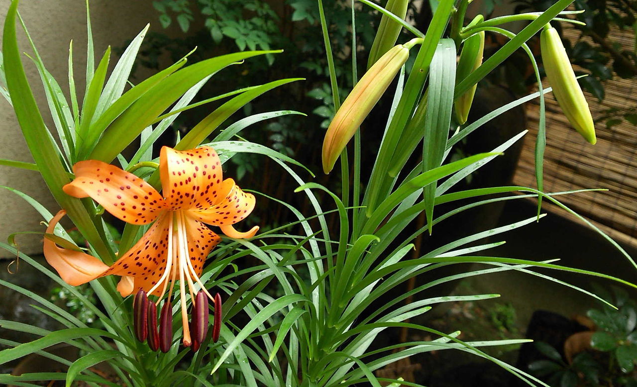 うわー咲いた 京都町家ぐらし