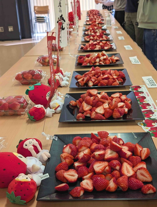 260317いちご食べ比べ5
