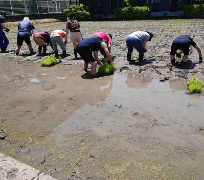220612田植え4